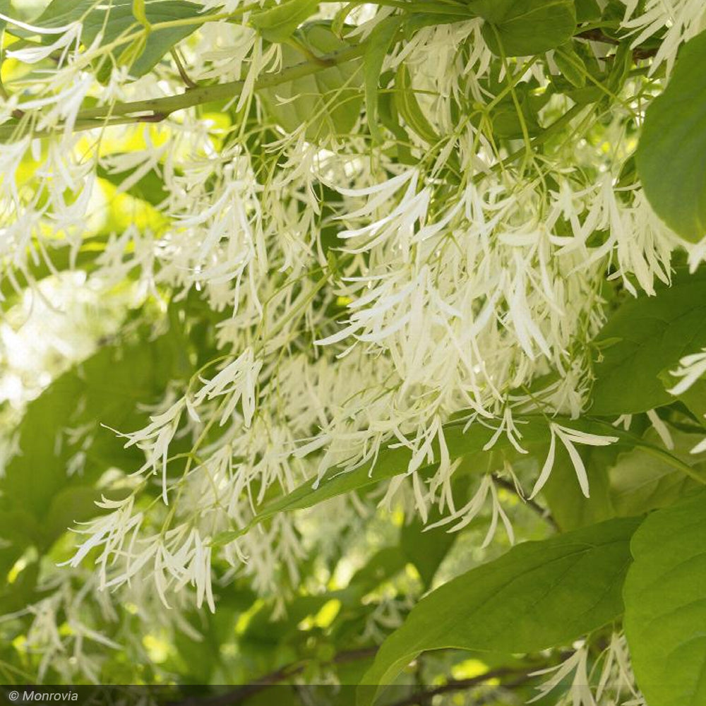 Fringe Tree, White #15