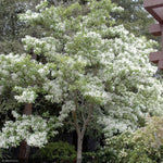 Load image into Gallery viewer, Fringe Tree, White #15
