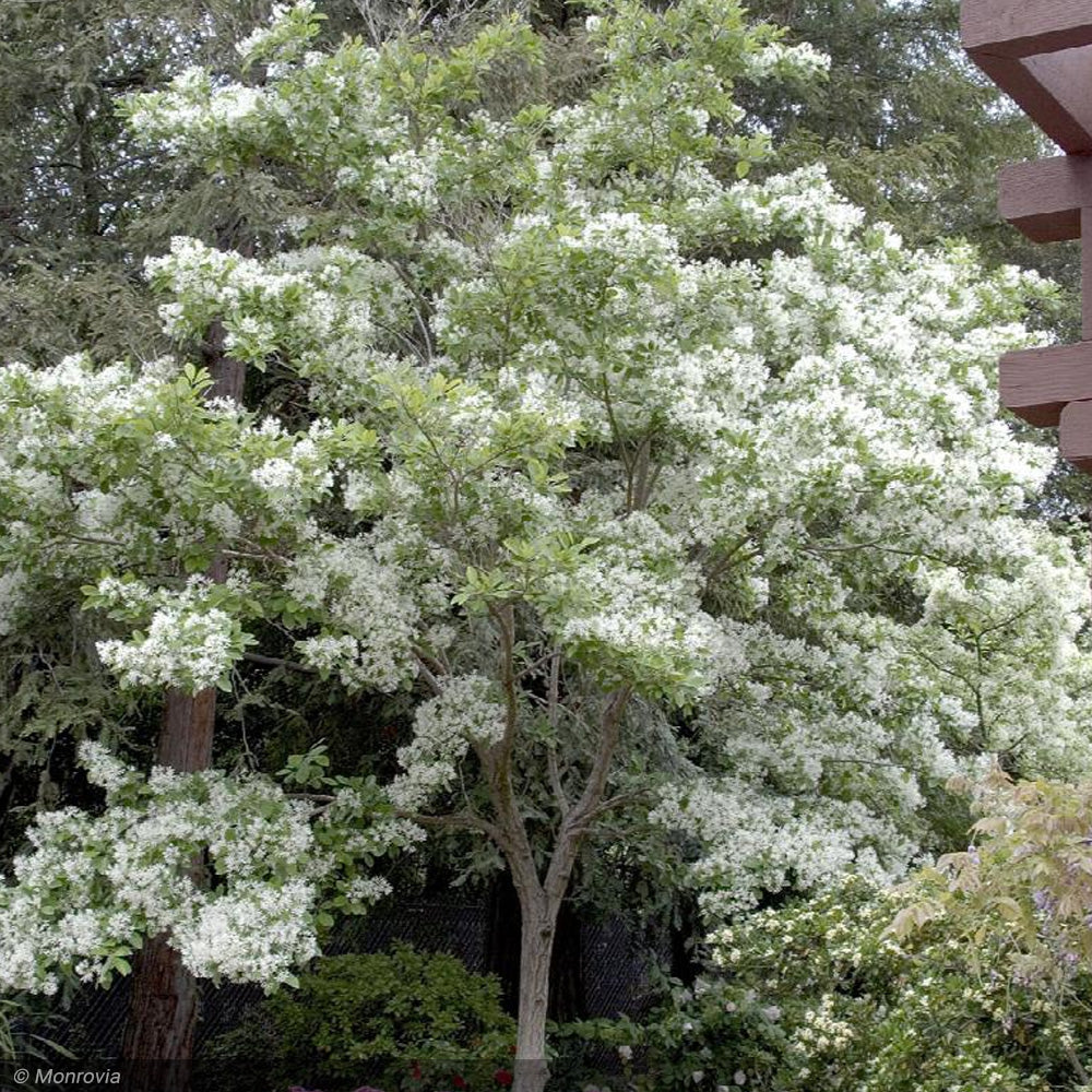 Fringe Tree, White #15