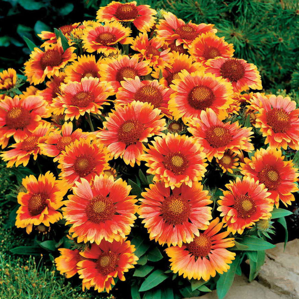 Gaillardia, Arizona Sun qt