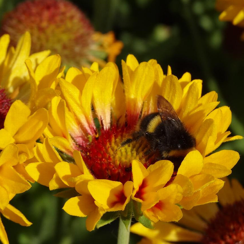 Gaillardia, Fanfare Citronella #1