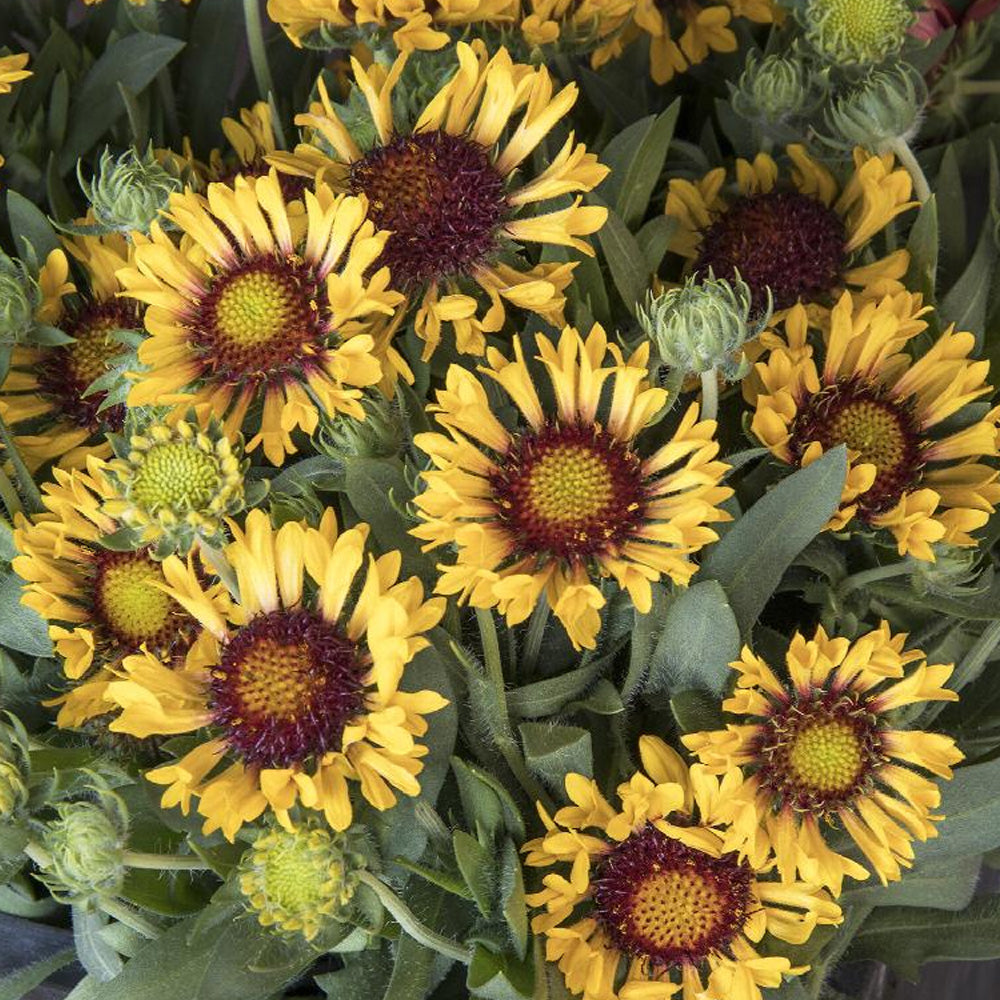 Gaillardia, Fanfare Citronella #1