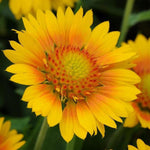 Load image into Gallery viewer, Gaillardia, Mesa Peach #1
