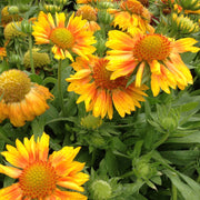 Gaillardia, Mesa Peach #1