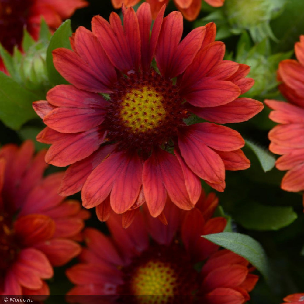 Gaillardia, Mesa Red Qt