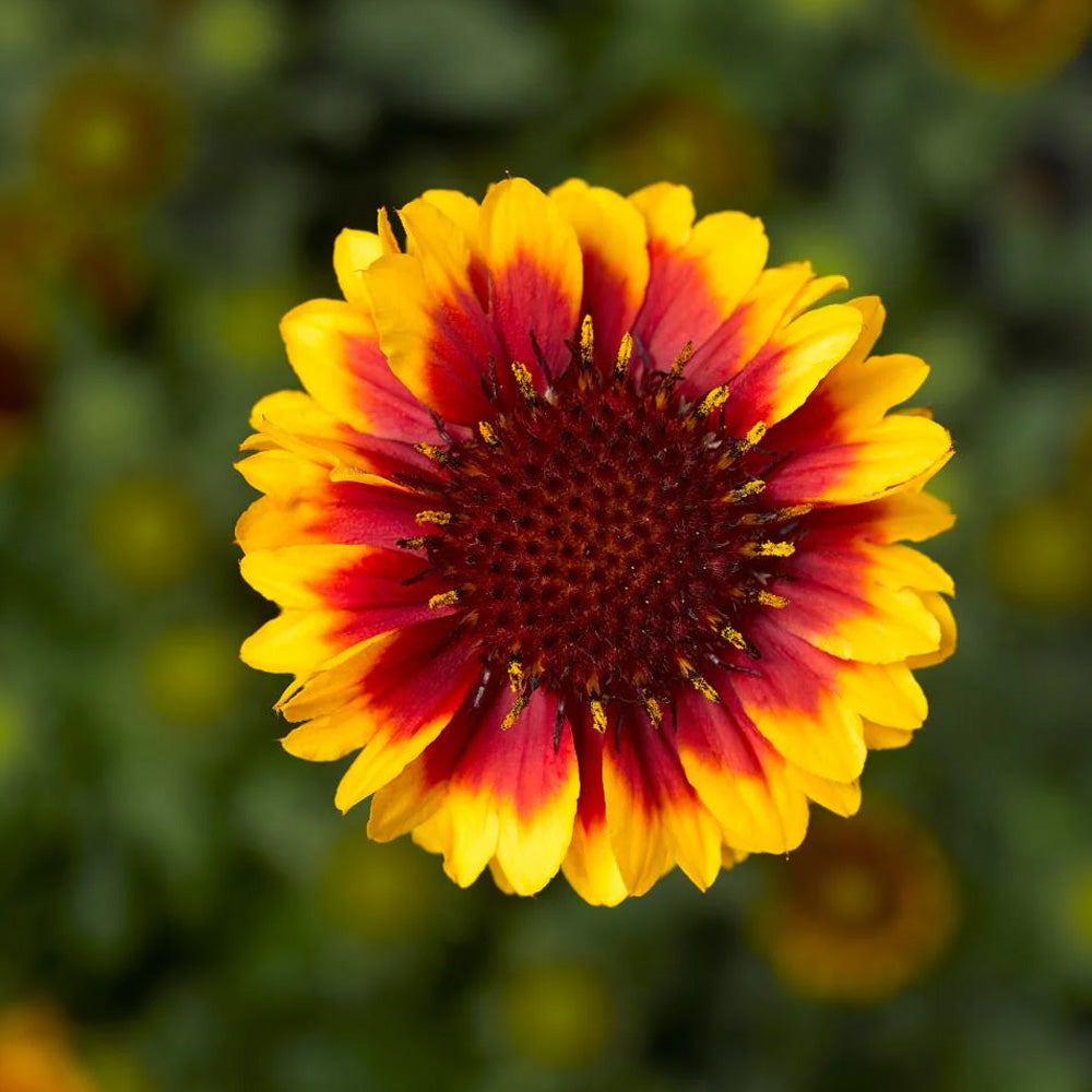 Gaillardia, Yellow Red Ring #1