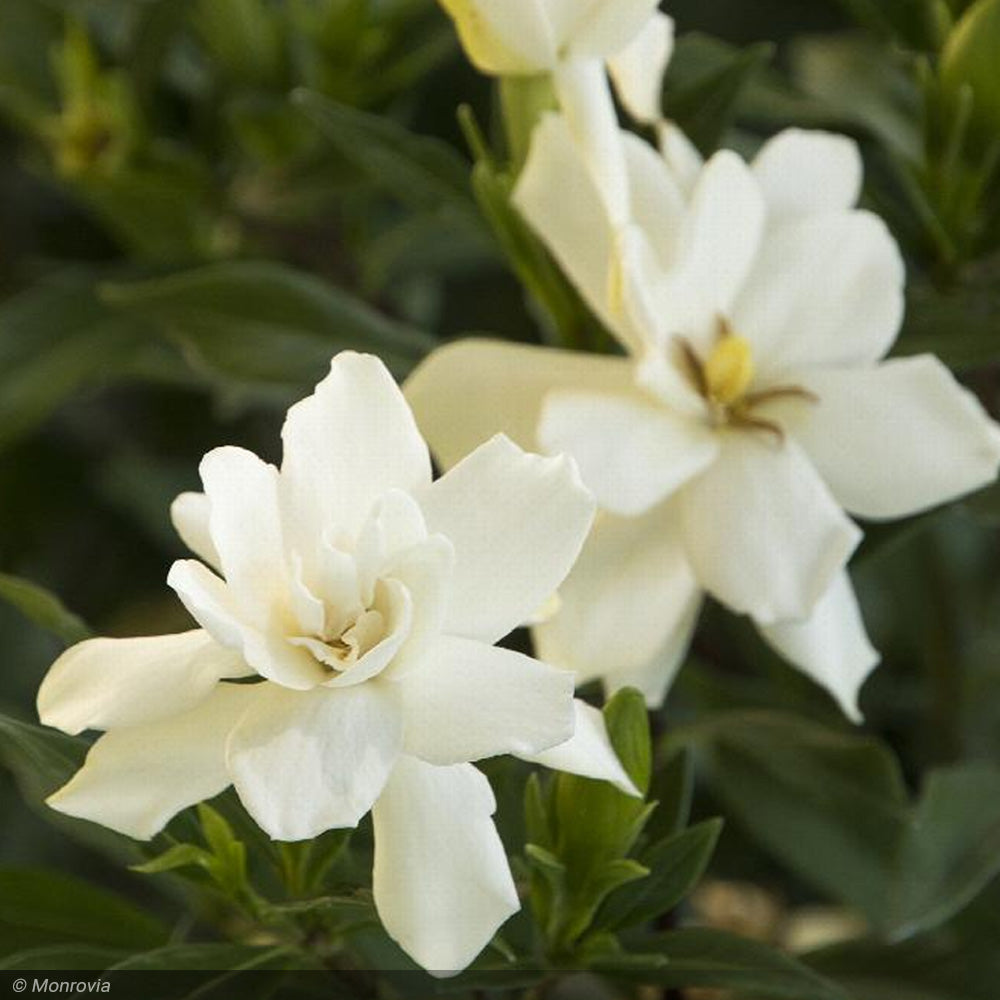 Gardenia, Frost Proof #3