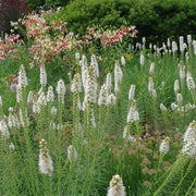 Gay Feather, Floristan White #2