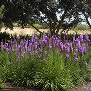 Gay Feather, Kobold #1