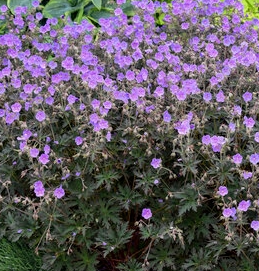 Geranium, Boom Chocolatta #1