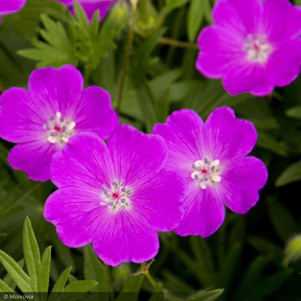 Geranium, Max Frei Qt