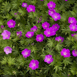 Load image into Gallery viewer, Geranium, Max Frei #1