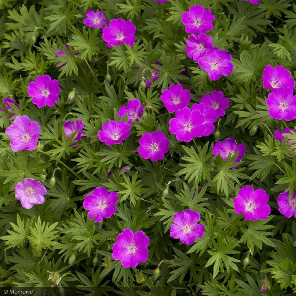 Geranium, Max Frei #1