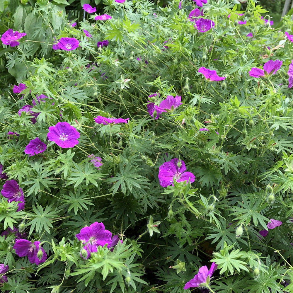 Geranium, New Hampshire Purple #1