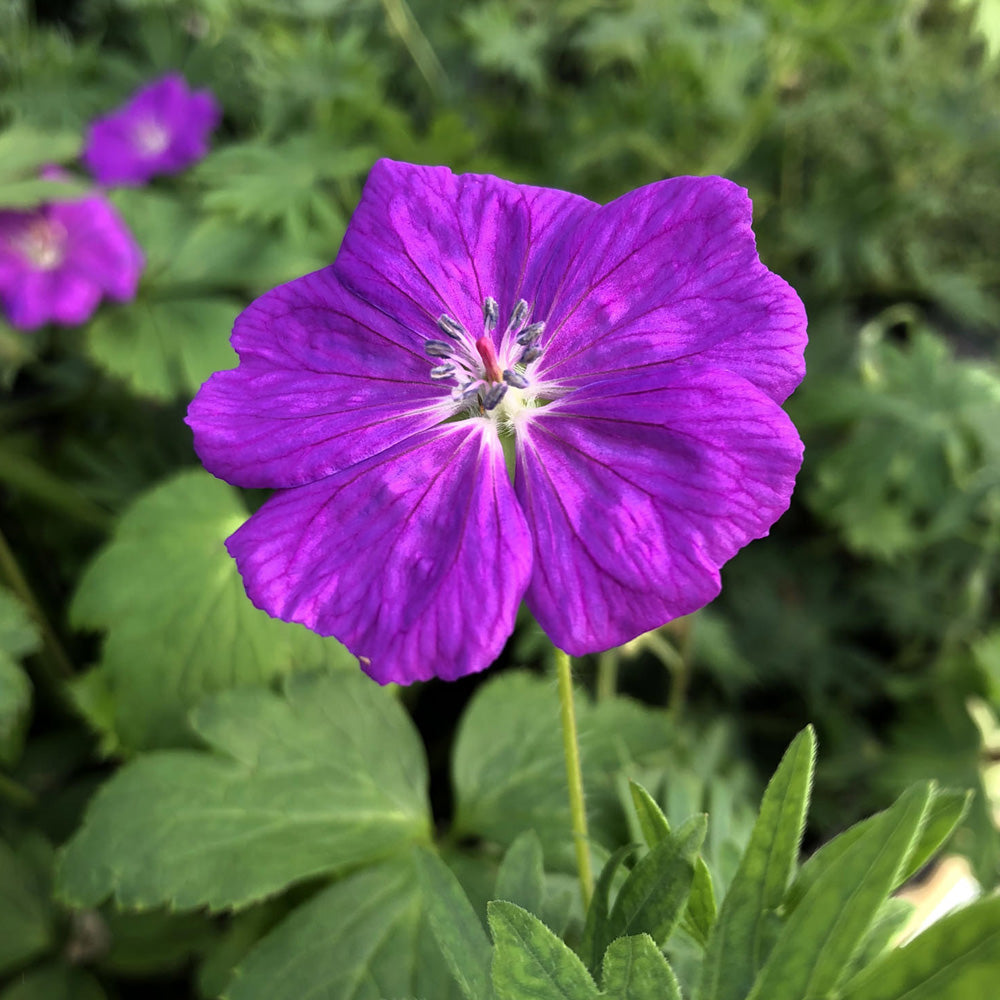 Geranium, New Hampshire Purple #1