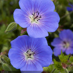 Load image into Gallery viewer, Geranium, Rozanne Qt
