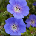 Load image into Gallery viewer, Geranium, Rozanne #2