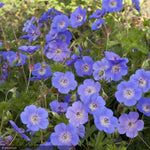 Load image into Gallery viewer, Geranium, Rozanne #2