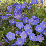 Load image into Gallery viewer, Geranium, Rozanne Qt
