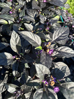 Load image into Gallery viewer, Annual Ornamental Pepper 7&quot;
