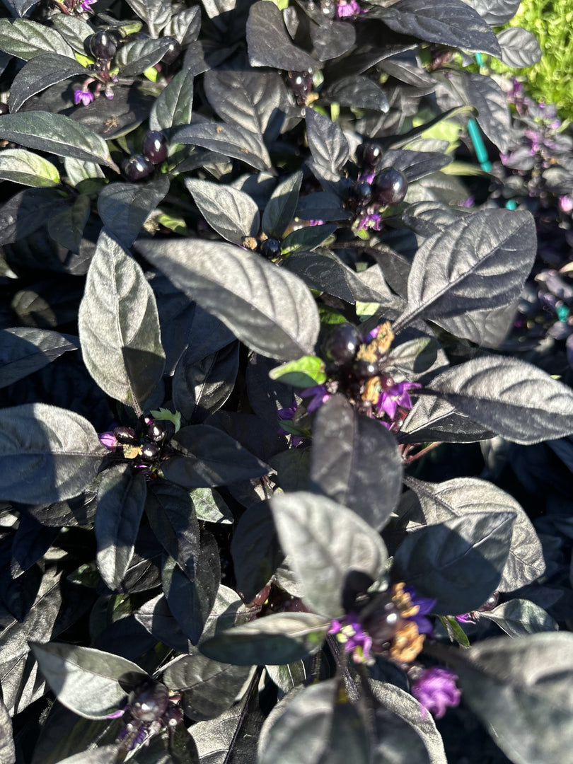 Annual Ornamental Pepper 7"
