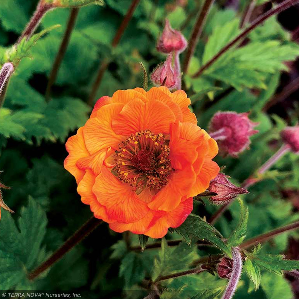 Geum Tempo Orange #1