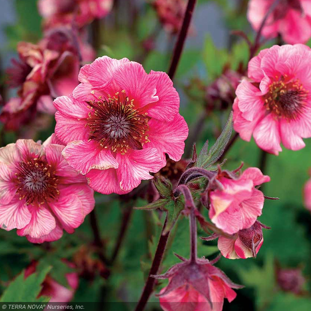 Geum Tempo Rose #1