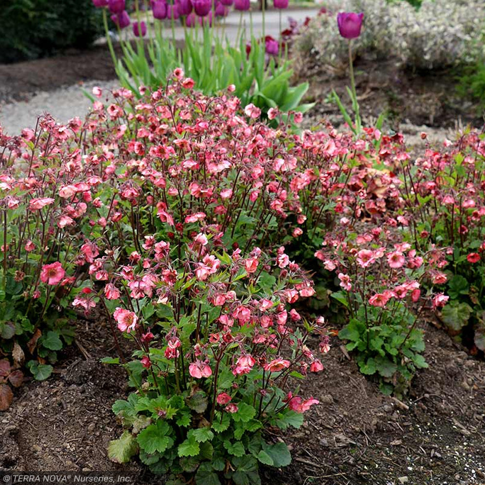 Geum Tempo Rose #1