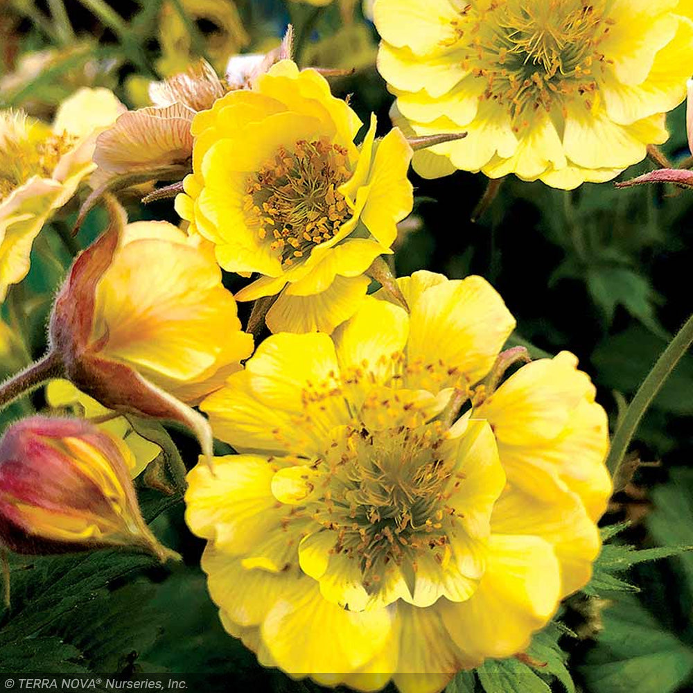 Geum Tempo Yellow #1