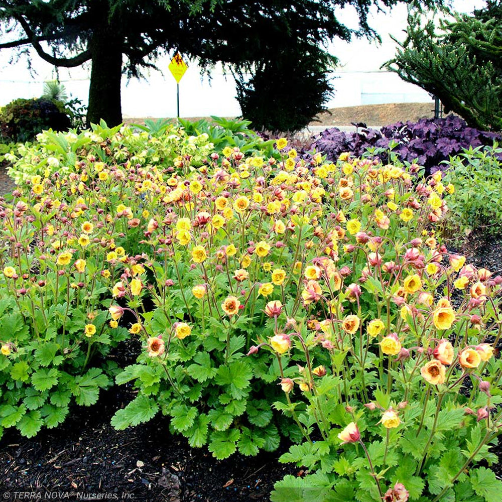 Geum Tempo Yellow #1