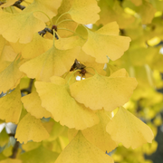 Ginkgo biloba ‘Autumn Gold’ #5