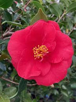 Load image into Gallery viewer, Camellia, Greensboro Red #3