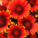 Load image into Gallery viewer, Gaillardia, Gusto Paprika #1
