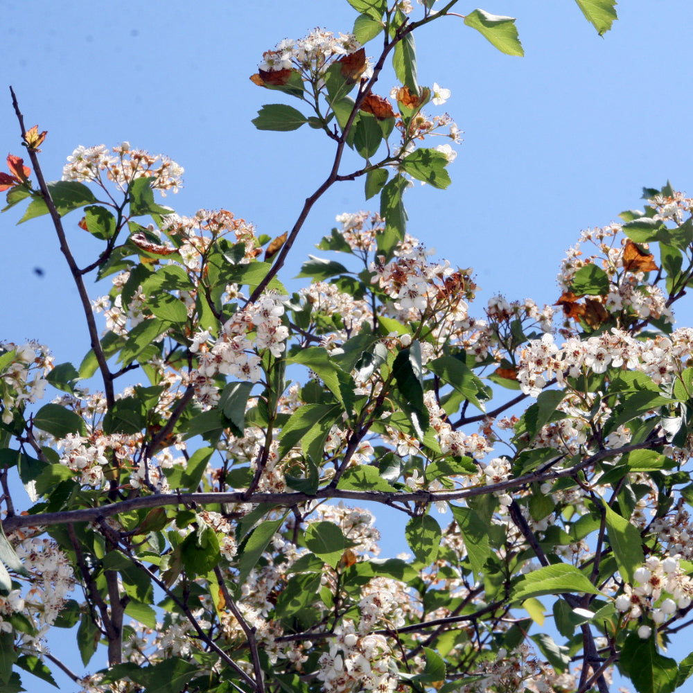 Hawthorn, Winter King #25