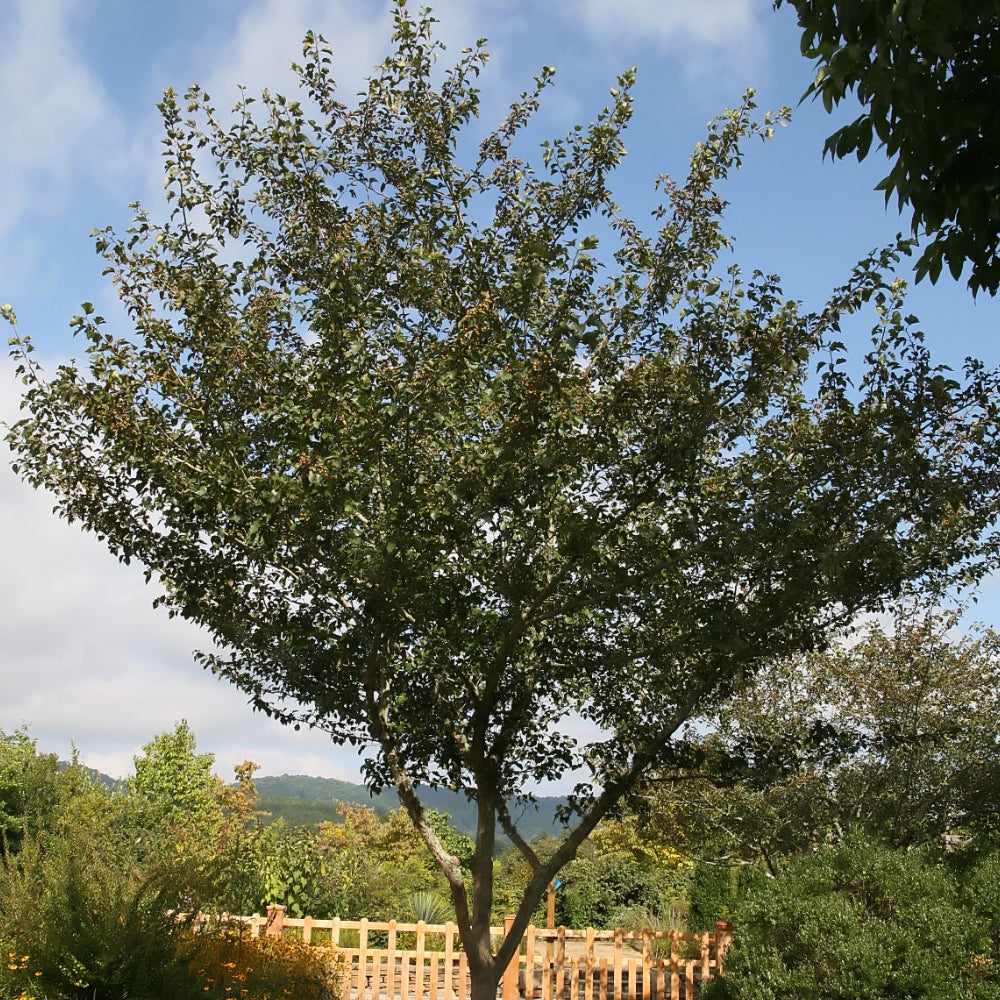 Hawthorn, Winter King #25