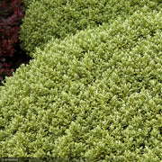 Hebe, Sutherlandii #2