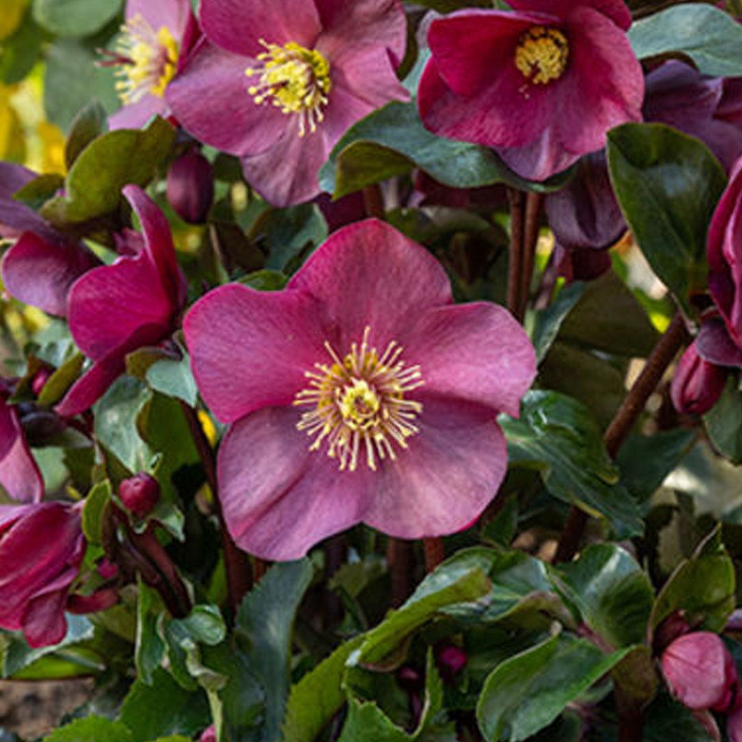 Lenten Rose, Ice n' Roses, Brunello #1