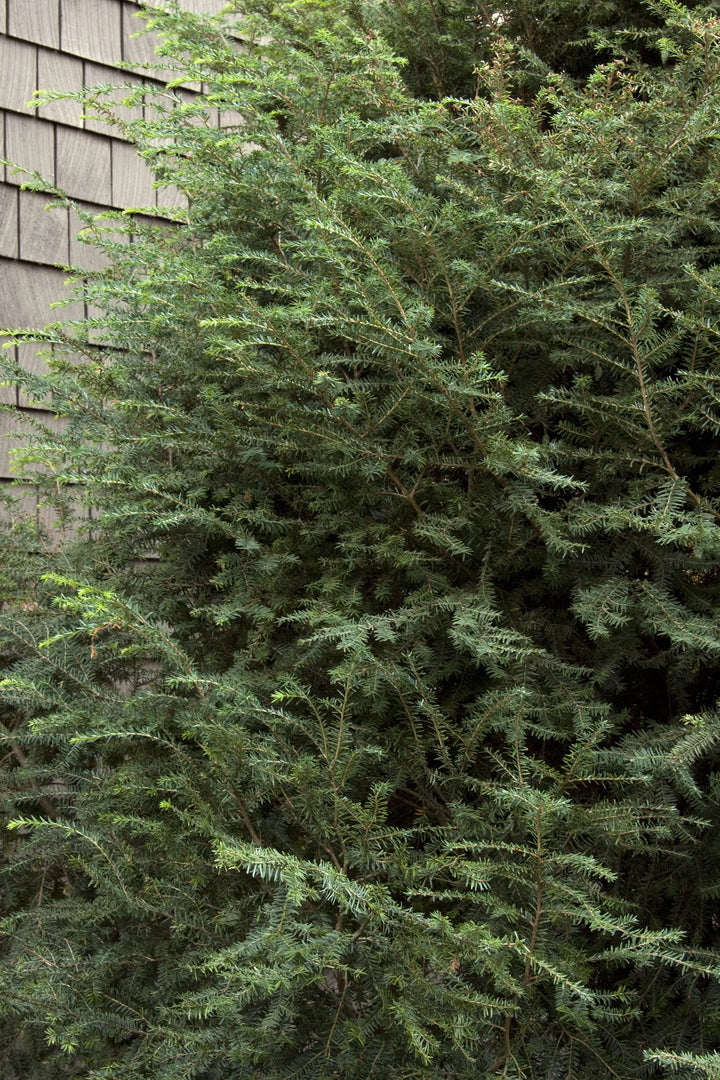 Hemlock, Emerald Fountain #10