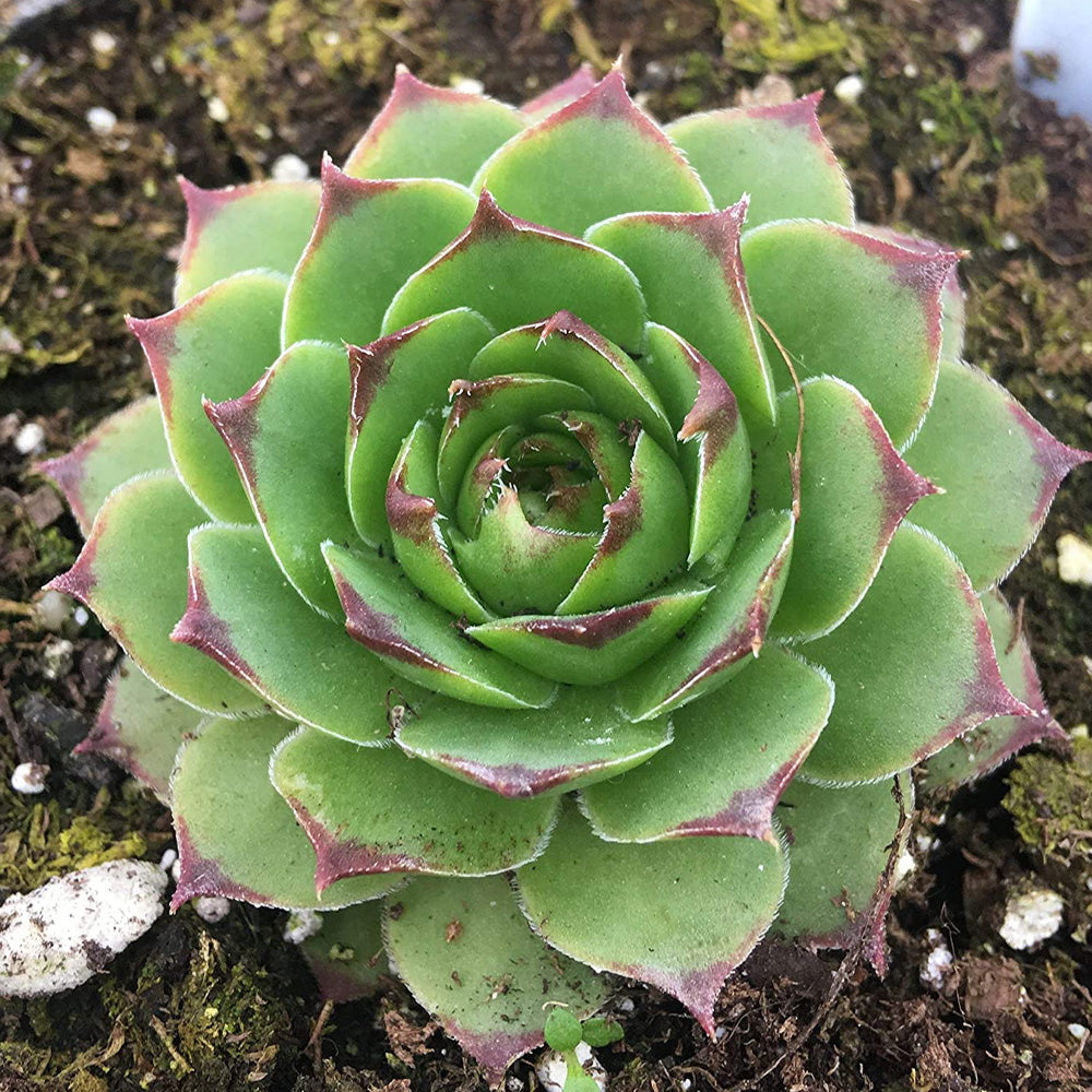 Hens & Chicks, Assorted Qt