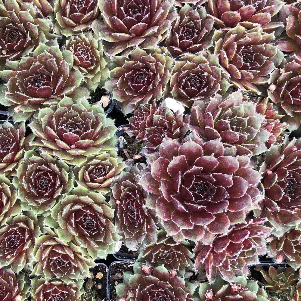 Hens & Chicks Killer Qt