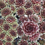 Hens & Chicks Killer Qt