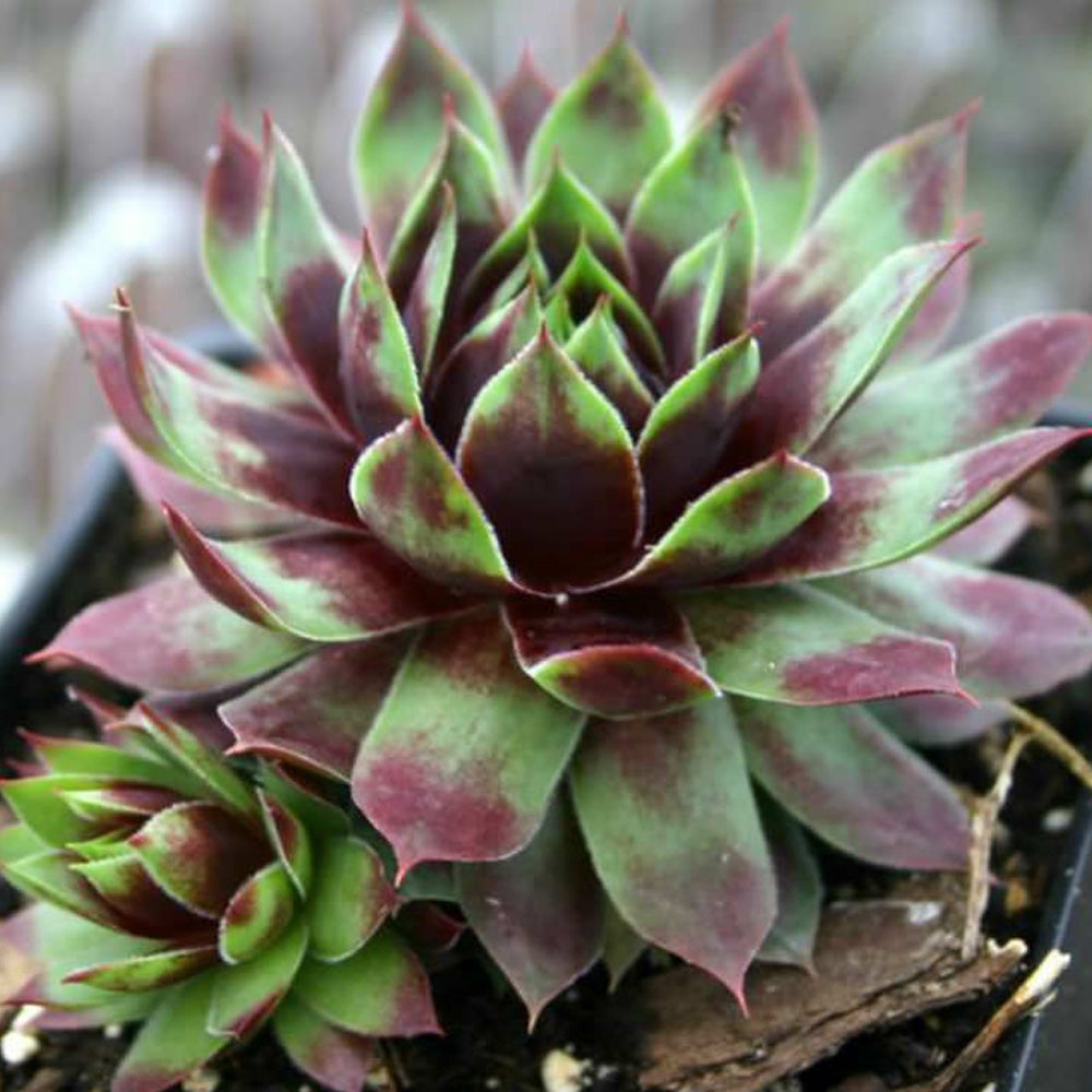 Hens & Chicks Killer Qt