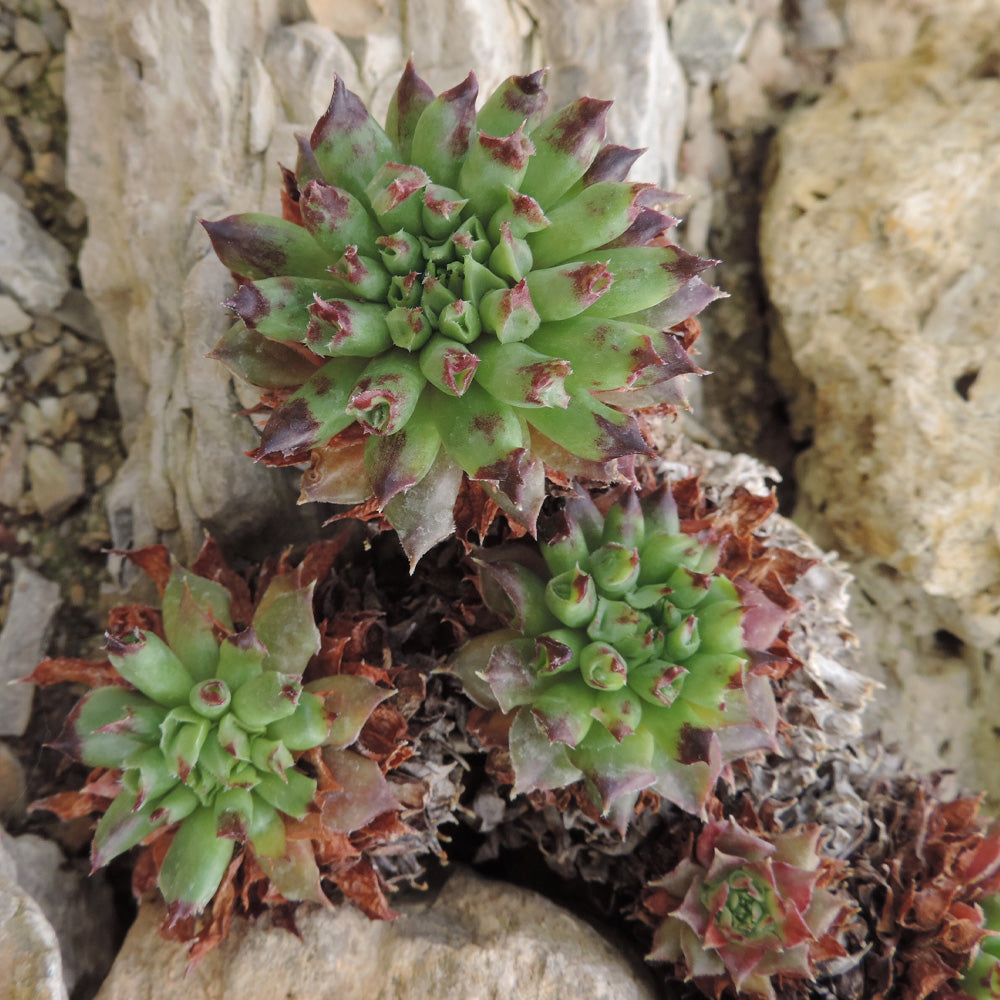 Hens & Chicks Oddity Qt