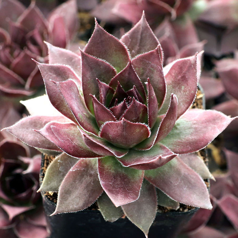 Hens & Chicks, Onyx Qt