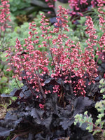 Load image into Gallery viewer, Coral Bells, Timeless Night #1