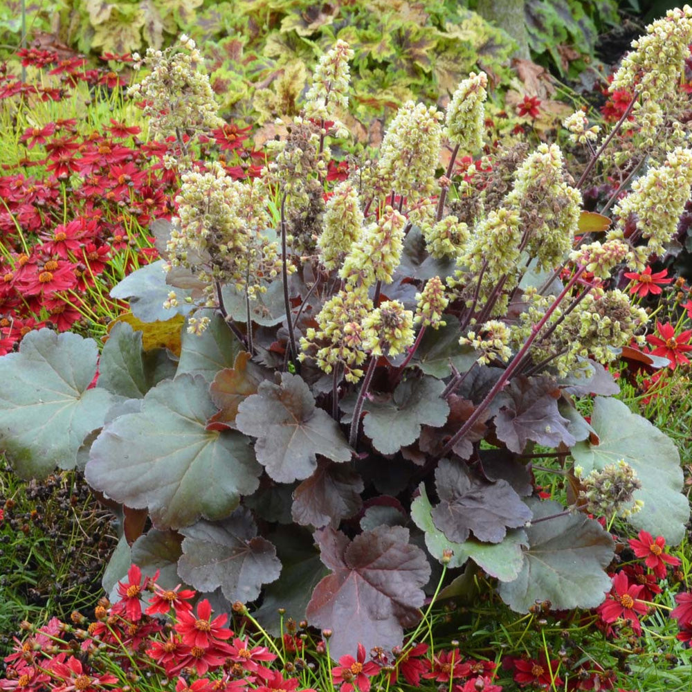 Coral Bells, Blondie #1