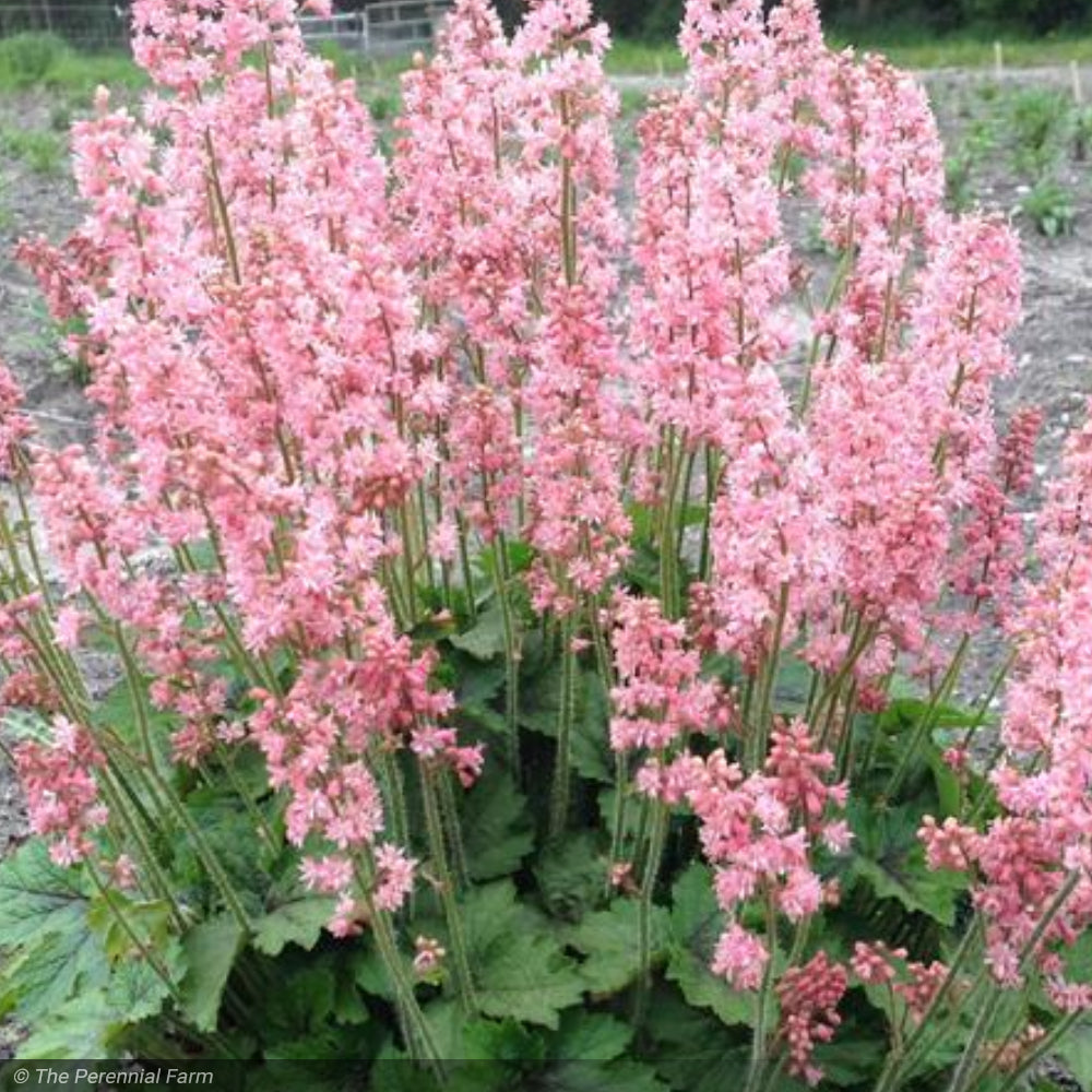 Heucherella, Pink Revolution #1