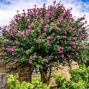 Trop, Hibiscus Braid 10