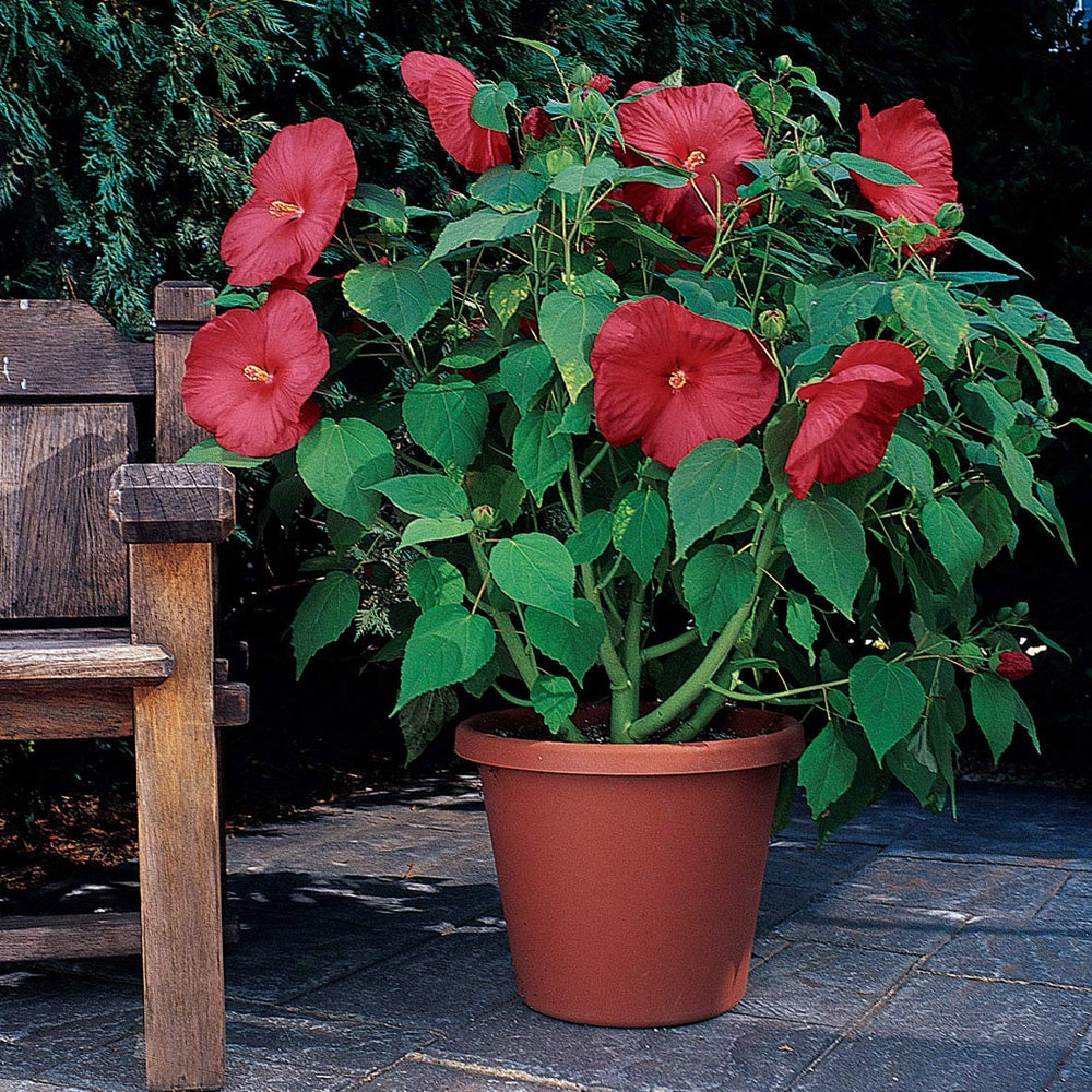 Trop, Hibiscus Standard 10" Pot