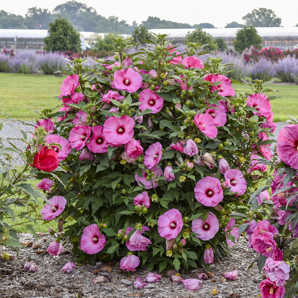 Hibiscus, Summerific Candy Crush #3